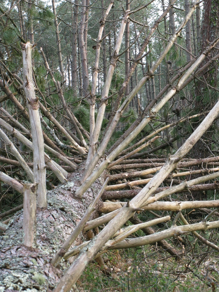 Landes fevrier 2009 tempête arbre à terre