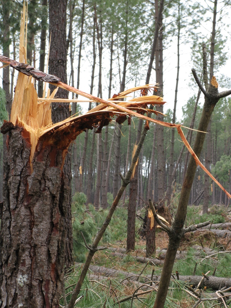 Landes février 2009 tempête arbre déchiqueté